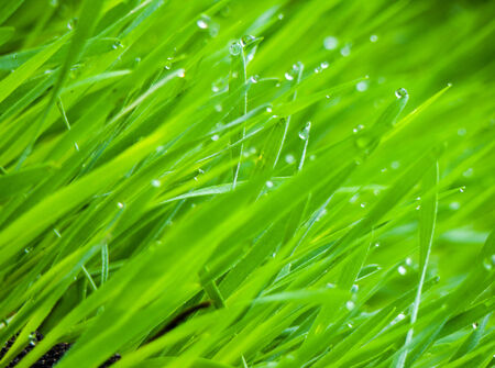 Background of dew drops on bright green grass in the garden.