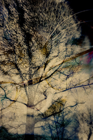 Cute tabby cat and trees, dual exposure effect.の写真素材