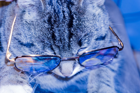 Cute striped cat wearing eyeglasses, cold blue light effect.の写真素材