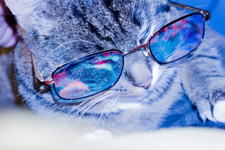 Cute striped cat wearing eyeglasses, cold blue light effect.の写真素材