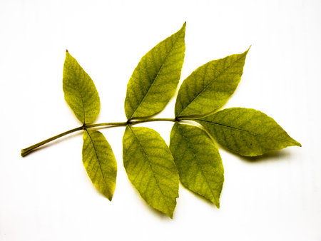Grungy looking branch of green leaves on white .