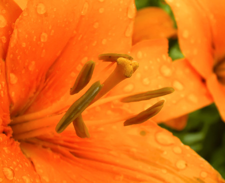 Big orange lily flower in the garden.の写真素材
