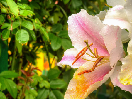 Big pink lily flower in the garden, summer flowers background.の写真素材