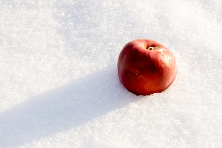 Ripe red apple on a white snow background.の写真素材