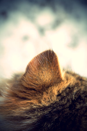 Cute curious kitten and winter snow background.