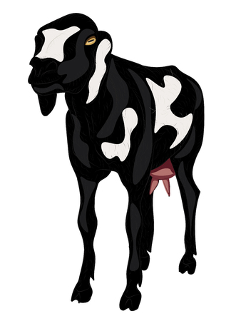 Cartoon nubian sheep of black and white colors.のイラスト素材
