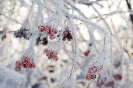 Red rowan berries with ice crystals, winter morning hoarfrost.