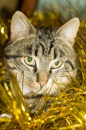 Cute tabby cat in Christmas yellow tinsel, holiday background.の写真素材