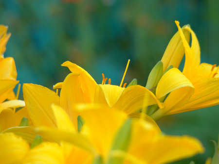 Photo of bright yellow lily flowers in the garden.の写真素材