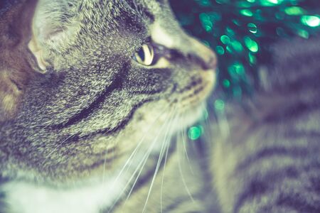 Cute tabby cat in Christmas green tinsel, vintage photo effect.の写真素材