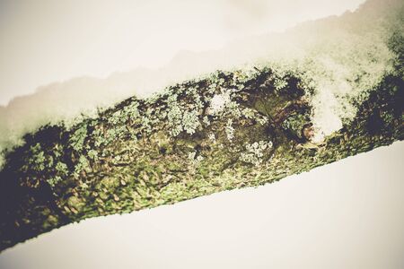 Leafless branches of winter tree, retro photo effect.の写真素材