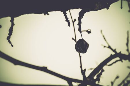 Leafless branches of winter tree, retro photo effect.の写真素材