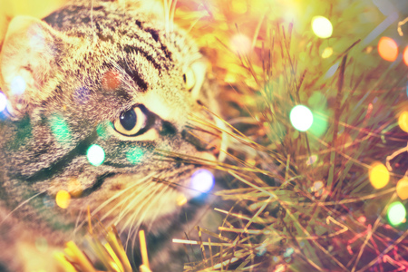 Portrait of cute tabby cat posing, close up view.の写真素材