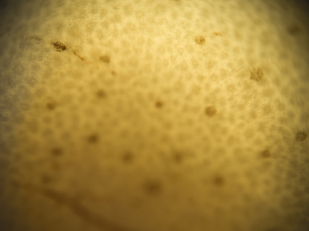 Extremely close up image of fruit surface, defocused background.の写真素材