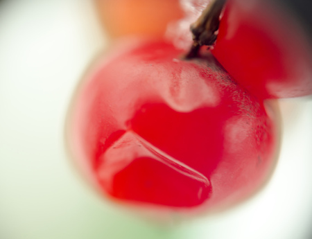 Red rowan, mountain ash berries with fresh snow, extremely close up.の写真素材