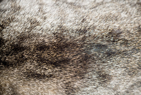 Close up image of cat fur, grey color with black stripes.