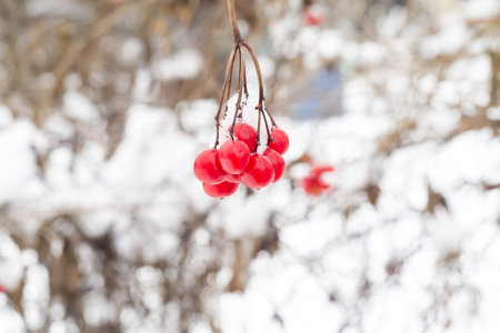 Red rowan, mountain ash berries with fresh snow, winter background.