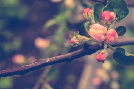 Blooming apple tree branches, soft light pink flowers, vintage photo effect.の写真素材
