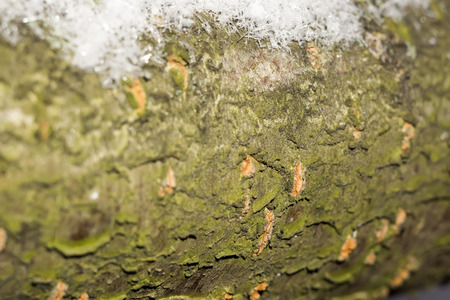 Macro of grunge bark of winter tree, natural background.の写真素材