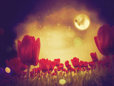 Fantasy illustration of red tulip flowers at night time.の写真素材