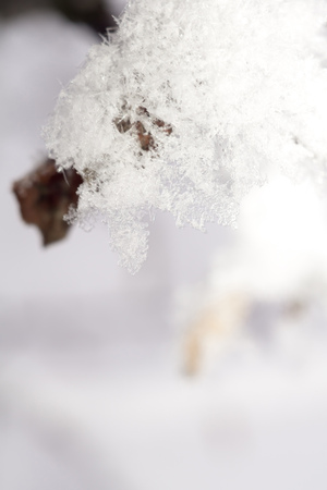 Winter background with frozen leaves on the branch under the snow.の写真素材