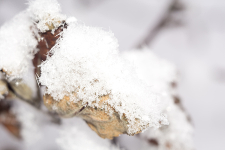 Winter background with frozen leaves on the branch under the snow.の写真素材