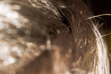 Close up of glossy human hair, dark brown color.の写真素材