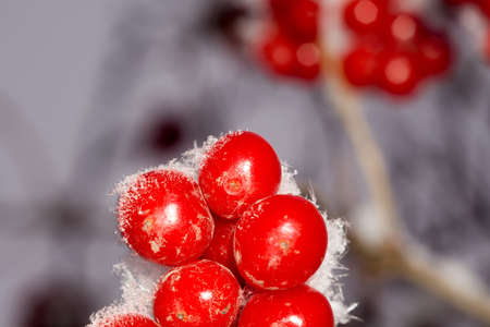 Close up of red rowan berries with ice crystals, winter hoarfrost.の写真素材