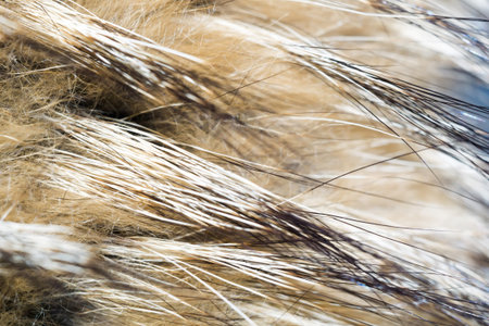 Close up photo of brown raccoon fur as background.