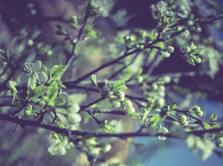 Flowers of the blooming spring tree branches, special bokeh and vintage effect.