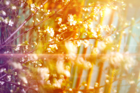 Flowers of the blooming spring tree branches, special bokeh and vintage effect.