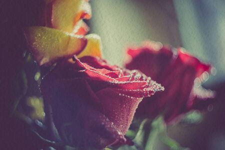 Rose with water drops, vintage colors, paper textured photo.の写真素材