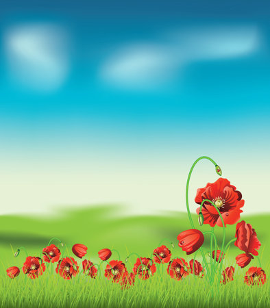 Bright red poppy flowers with green grass background.のイラスト素材