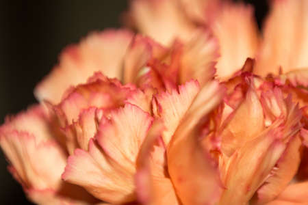Close up of orange color clove flower.の写真素材