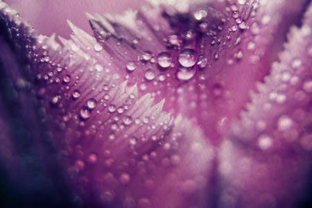 Close up photo of purple tulip flower, grunge retro effect.の写真素材