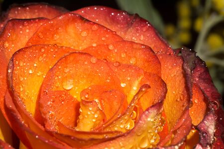 Bright orange rose with drops of water, macro photo.の写真素材