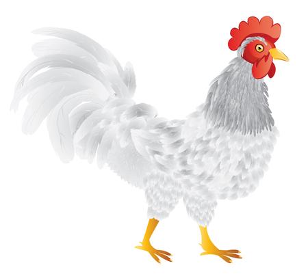 Abstract cartoon rooster illustration on white background.のイラスト素材
