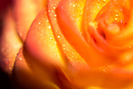 Bright orange rose with drops of water, macro photo.の写真素材