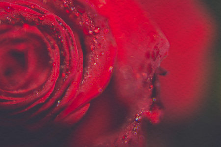 Close up image of red rose, vintage photo effect.