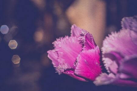 Grunge purple tulip flower, retro effect with paper texture.の写真素材