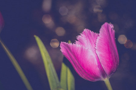 Grunge purple tulip flower, retro effect with paper texture.