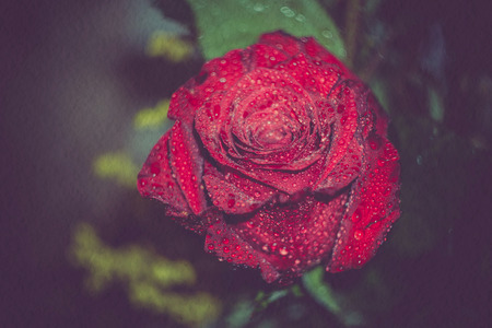 Rose with water drops, vintage colors, paper textured photo.の写真素材