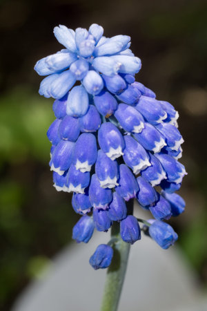 Small spring flower of blue color, close up photo.