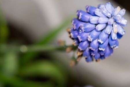 Small spring flower of blue color, close up photo.の写真素材