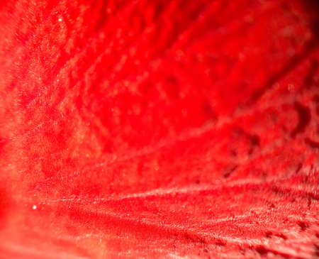 Bright rose petals of red color, macro photo.の写真素材