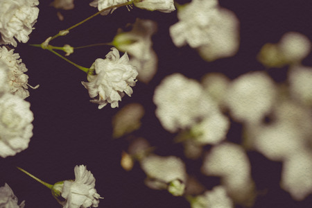 Small white flowers, gypsophila (baby's breath) in a bouquet.の写真素材