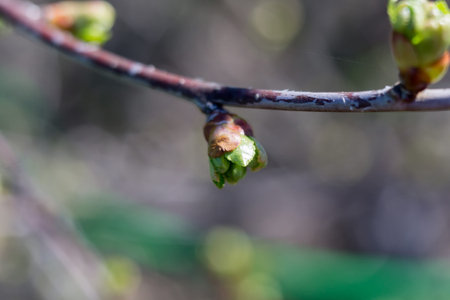 Fresh spring buds on branches, spring background.