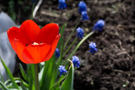 Tulip flower of red color in the garden, spring background.