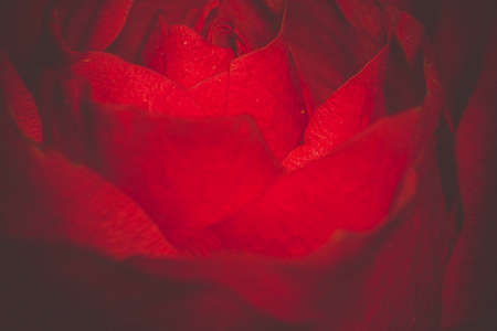 Bright red rose in a bouquet, shallow focus, vintage photo effect with paper texture.の写真素材