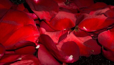 Bright rose petals of red color, macro photo.の写真素材